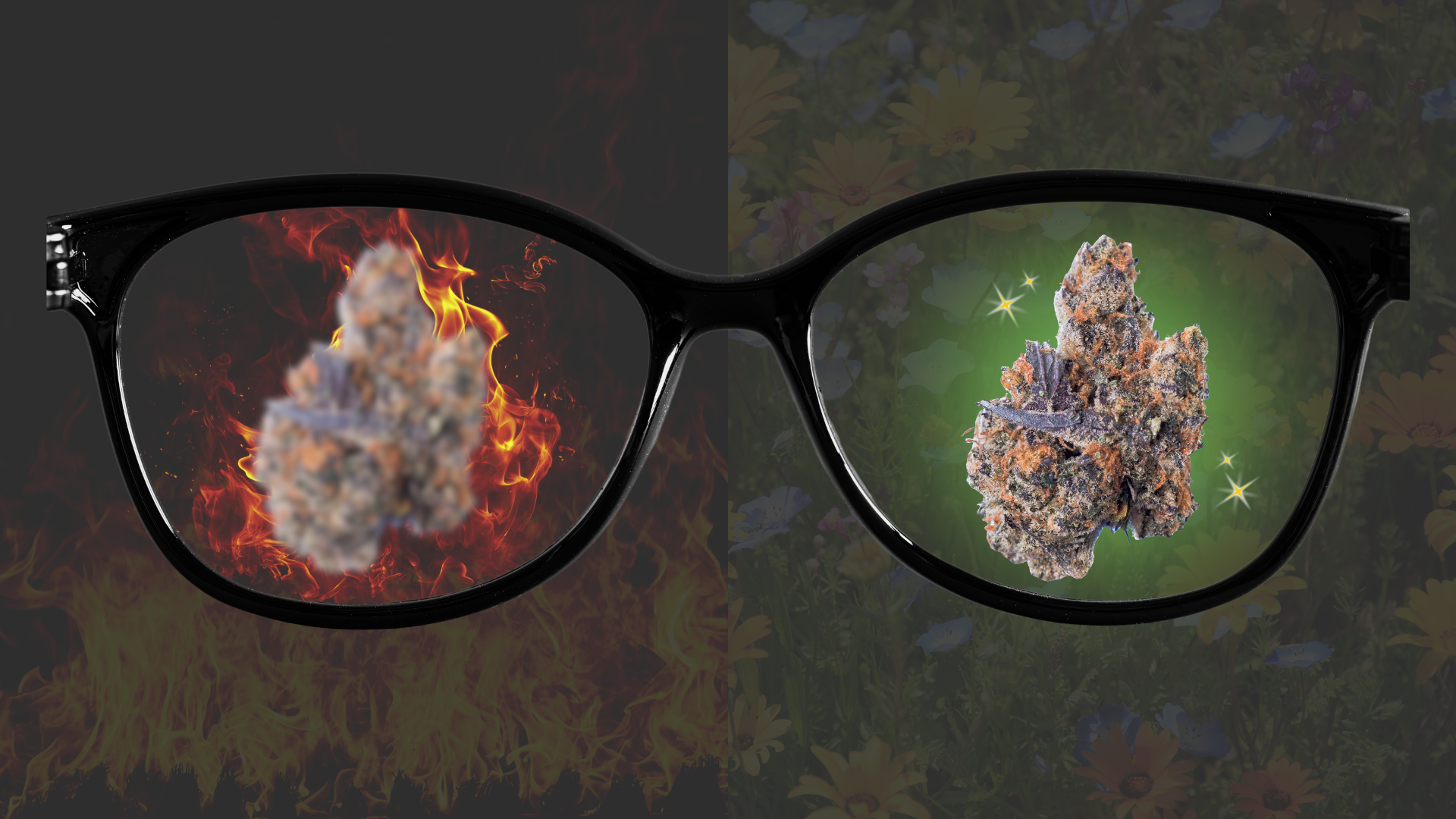 Collection of We’re viewing cannabis through the wrong lenses in a gallery layout