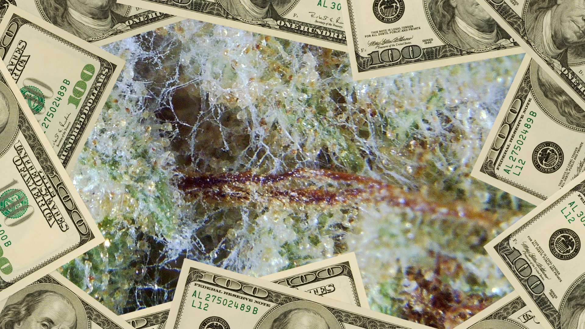 Collection of Turning Mould into Money - The Scope Club ROI in a gallery layout