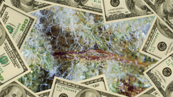 Collection of Turning Mould into Money - The Scope Club ROI in a gallery layout