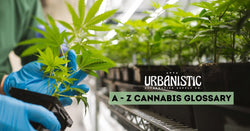 Collection of A - Z Cannabis Glossary - Urbanistic Canada in a gallery layout