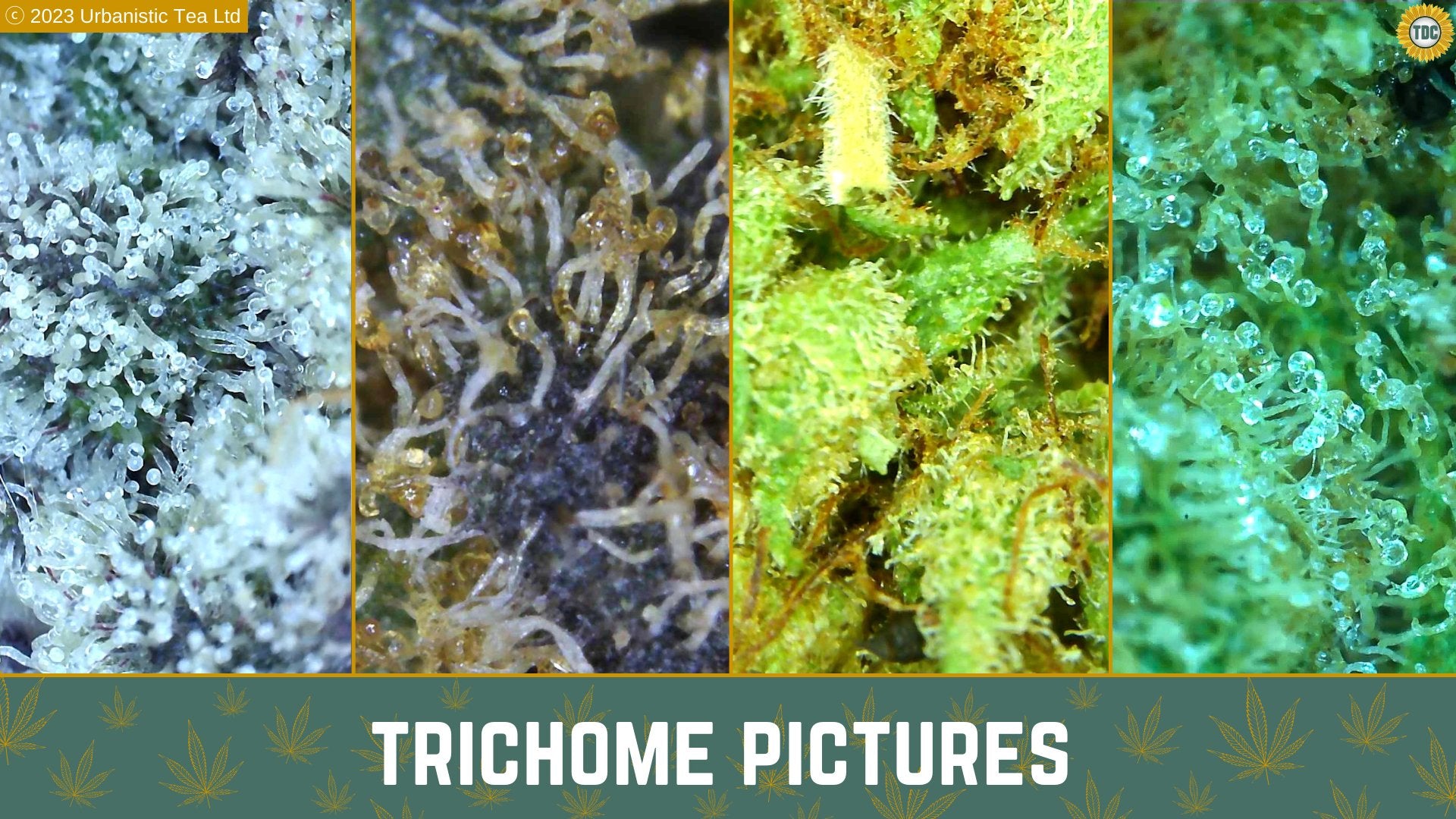 A Deep Dive into Cannabis Trichomes - Urbanistic Canada