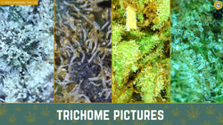 A Deep Dive into Cannabis Trichomes - Urbanistic Canada