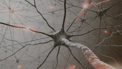 Collection of How Neuroscience helps us understand cannabis & ourselves - Urbanistic Canada in a gallery layout