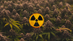 Irradiation: How does it impact cannabis quality assessment? - Urbanistic Canada