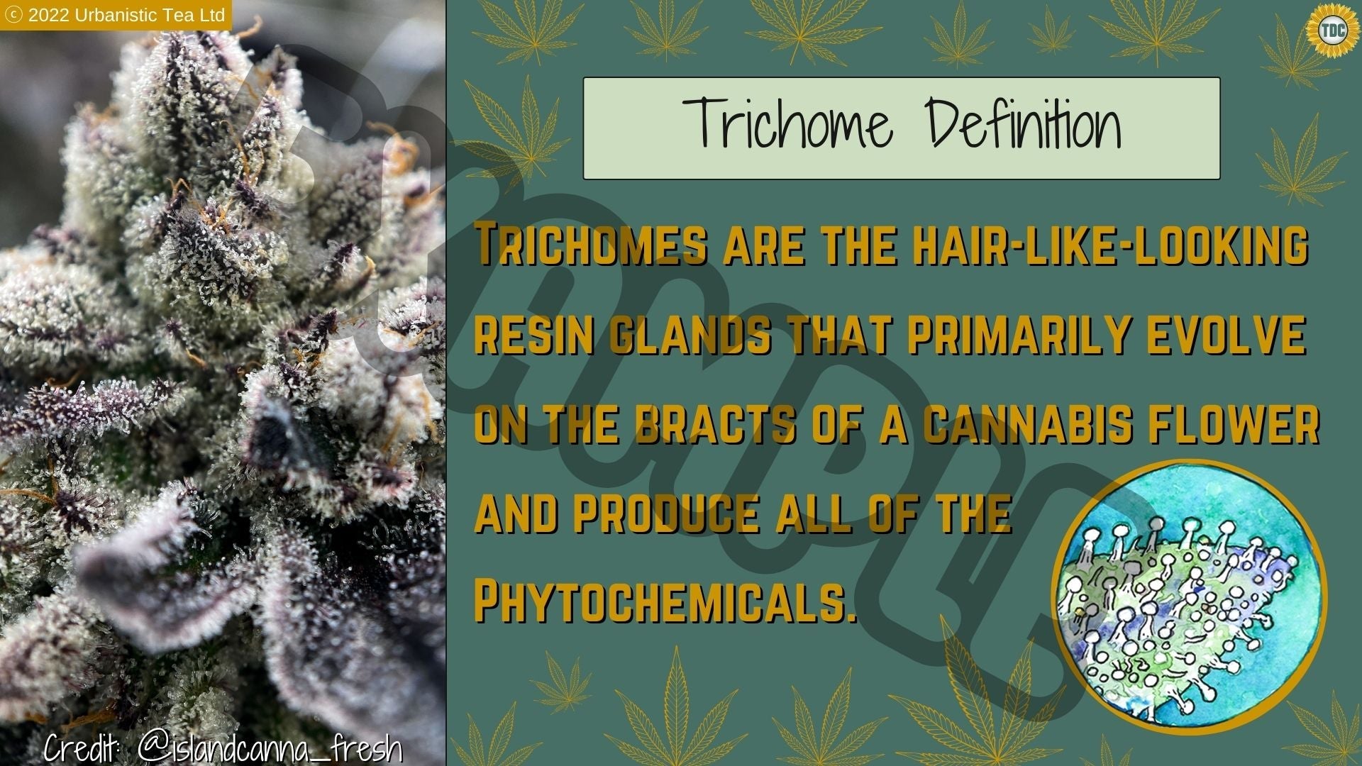 Collection of English TDC Cannabis Microscopy Course (online) 🔬 🌻 - Urbanistic Canada in a gallery layout
