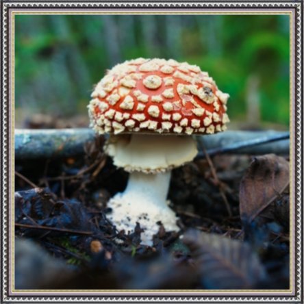 Fly Agaric - Framed Print - Urbanistic Canada